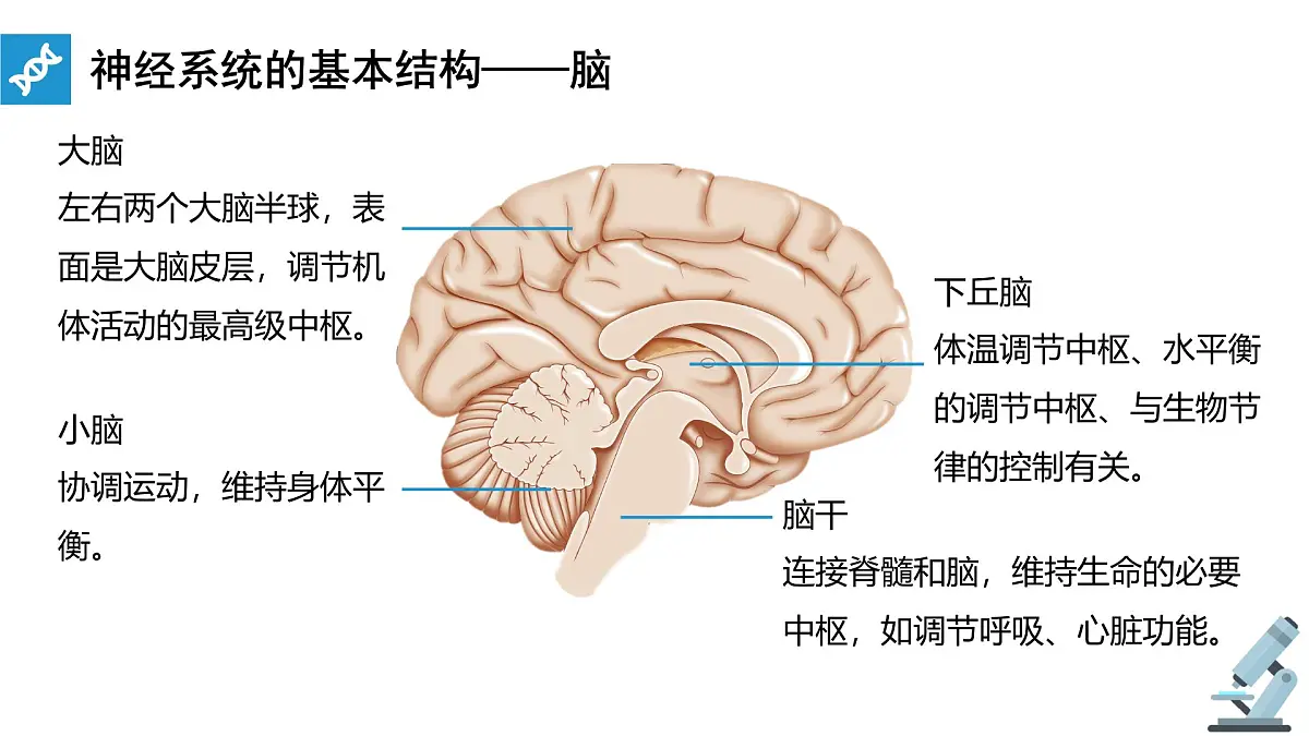 人教版高中生物选修1《2-1 神经调节的结构基础》课件第4页