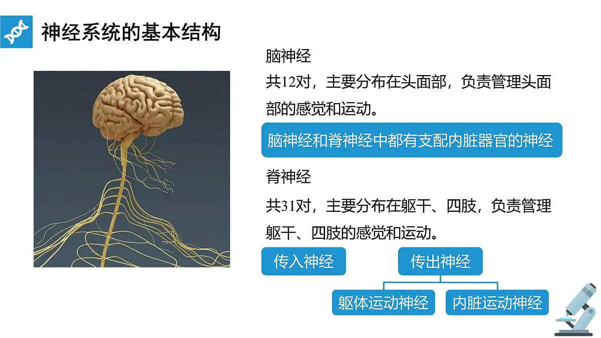 人教版高中生物选修1《2-1 神经调节的结构基础》课件第5页