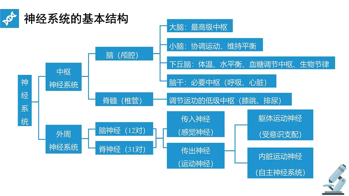 人教版高中生物选修1《2-1 神经调节的结构基础》课件第6页