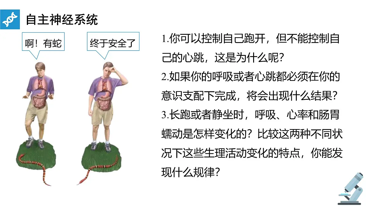人教版高中生物选修1《2-1 神经调节的结构基础》课件第7页