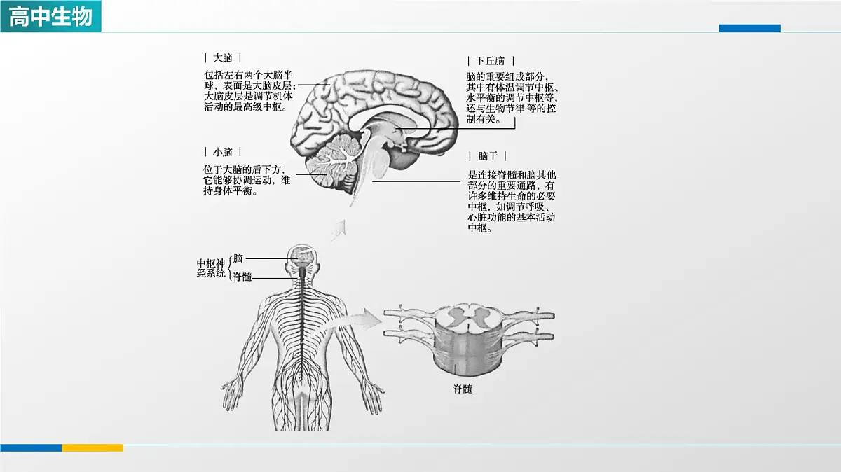 人教版高中生物选修1《2-1神经调节的结构基础》教学课件第3页
