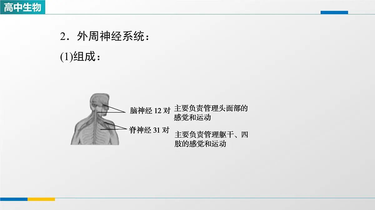 人教版高中生物选修1《2-1神经调节的结构基础》教学课件第4页