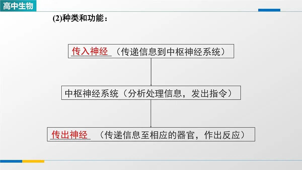 人教版高中生物选修1《2-1神经调节的结构基础》教学课件第5页