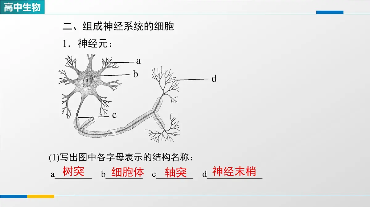 人教版高中生物选修1《2-1神经调节的结构基础》教学课件第7页