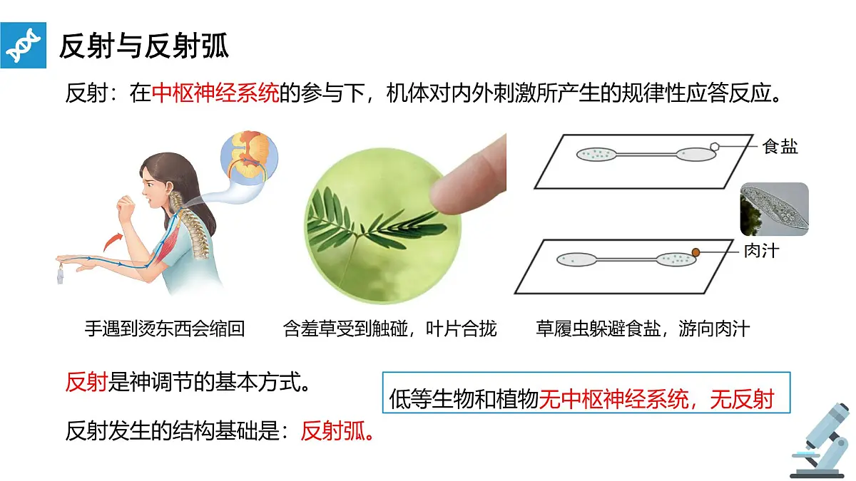 人教版高中生物选修1《2-2 神经调节的基本方式》课件第4页