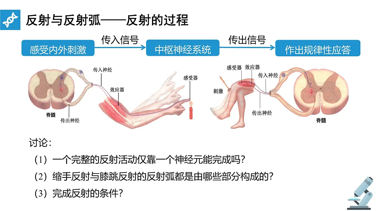 人教版高中生物选修1《2-2 神经调节的基本方式》课件第5页