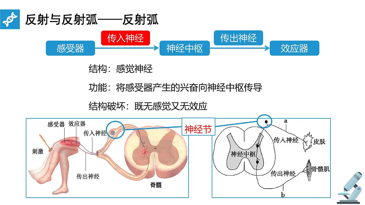 人教版高中生物选修1《2-2 神经调节的基本方式》课件第8页