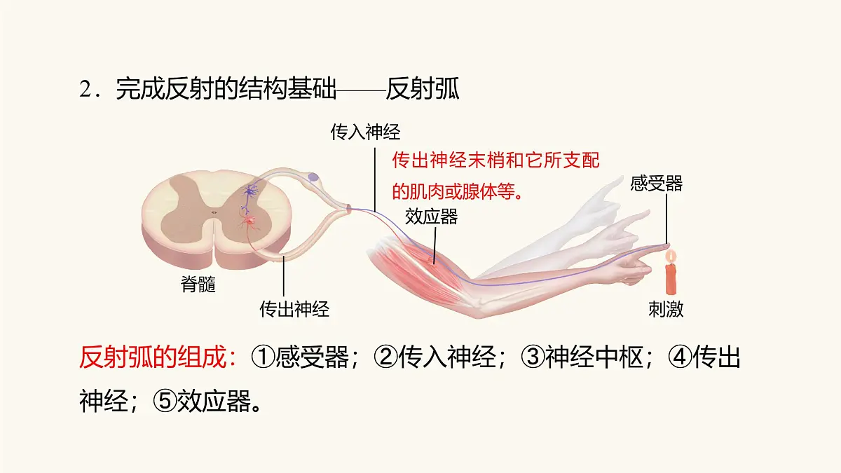 人教版高中生物选修1《2-2 神经调节的基本方式》课件第4页