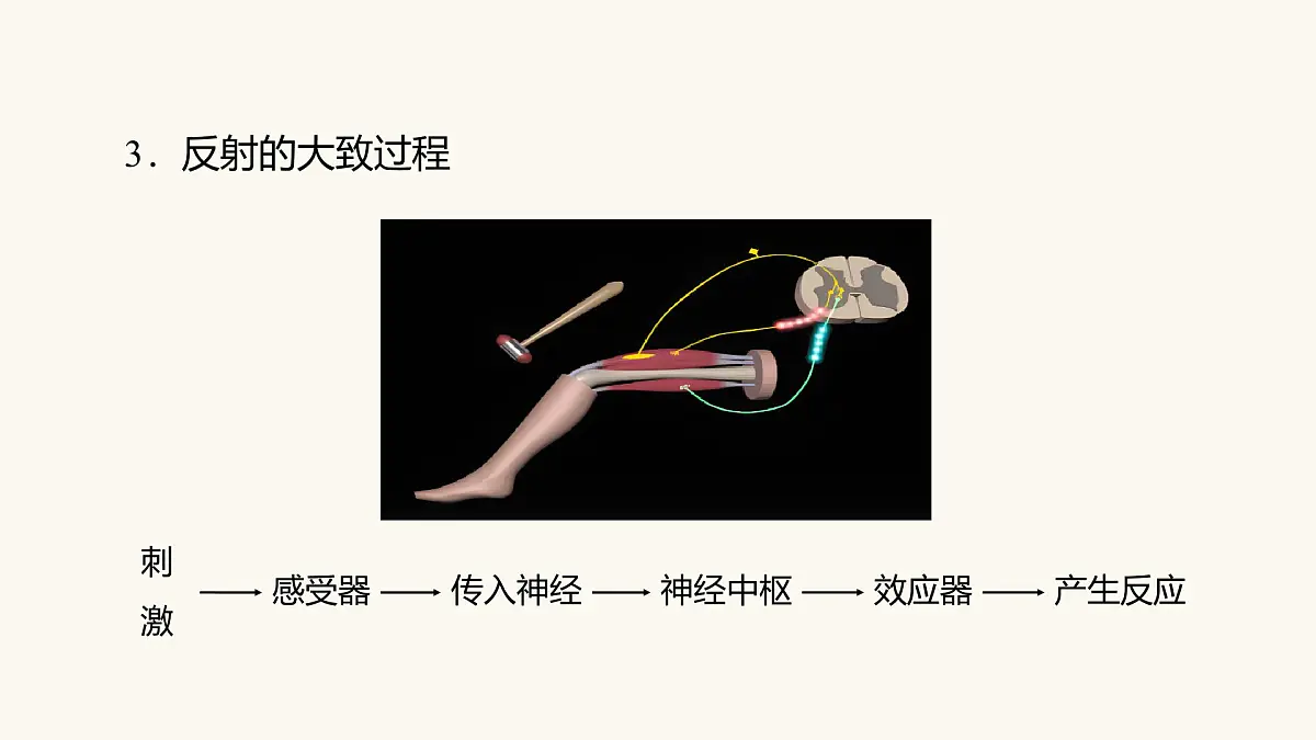 人教版高中生物选修1《2-2 神经调节的基本方式》课件第5页