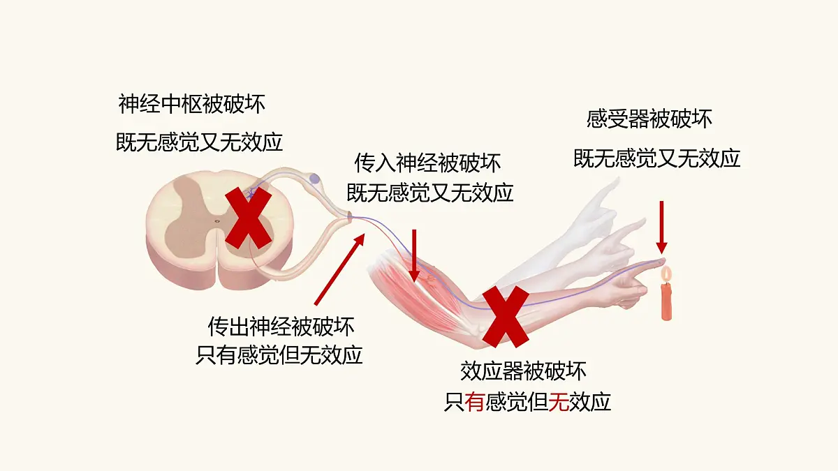 人教版高中生物选修1《2-2 神经调节的基本方式》课件第7页