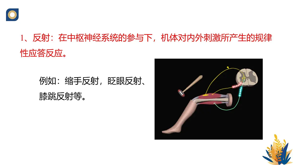 人教版高中生物选修1《2-2 神经调节的基本方式》课件第5页