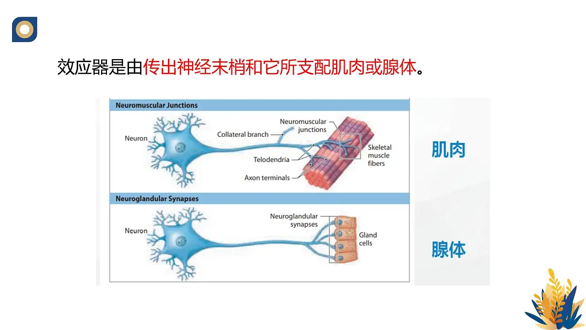 人教版高中生物选修1《2-2 神经调节的基本方式》课件第7页