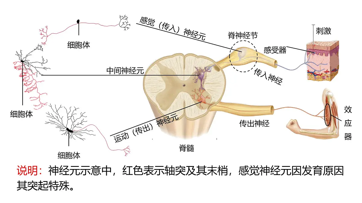 人教版高中生物选修1《2-2 神经调节的基本方式》课件第8页
