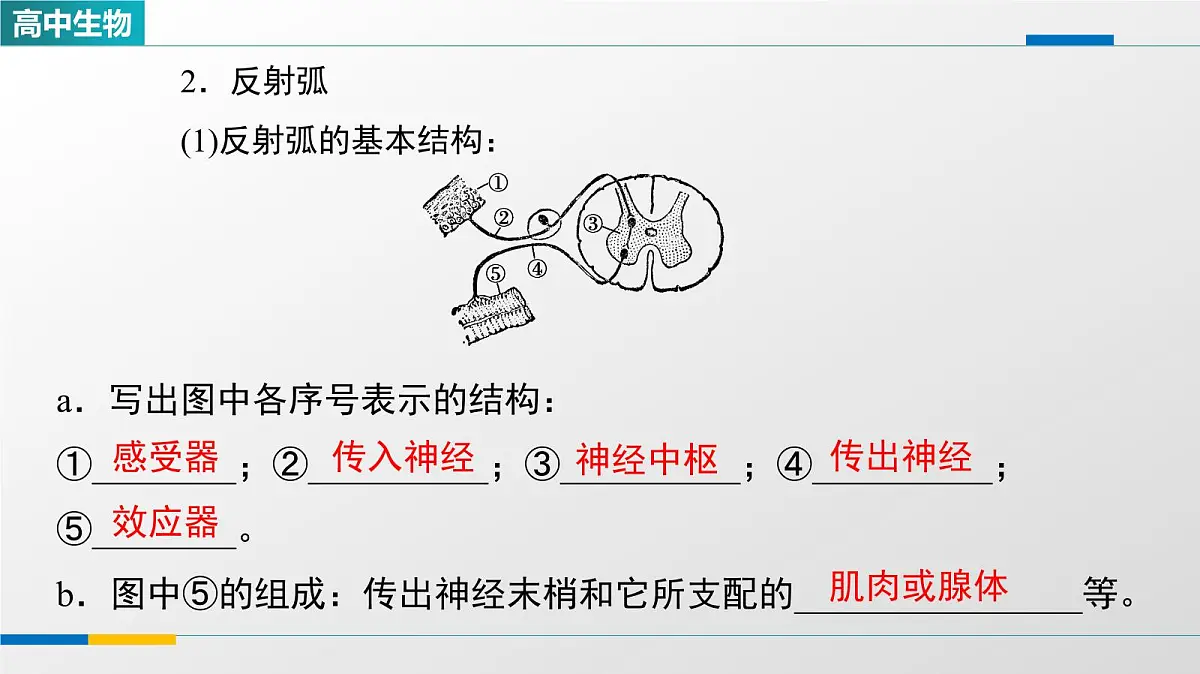 人教版高中生物选修1《2-2神经调节的基本方式》教学课件第3页