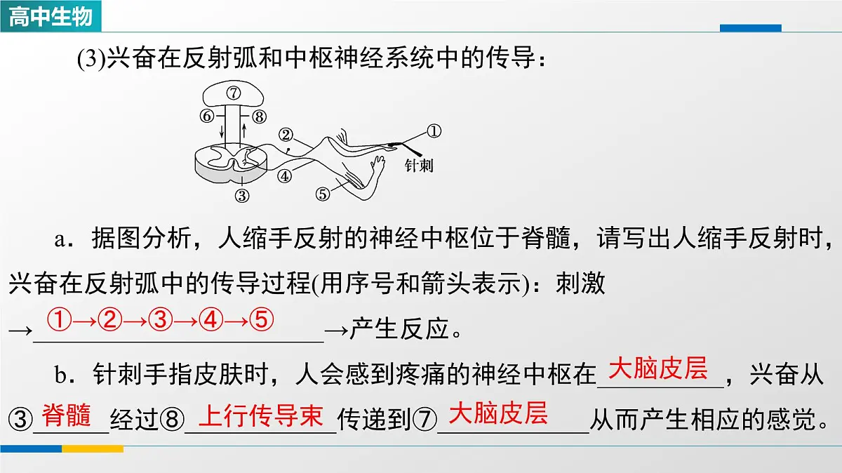 人教版高中生物选修1《2-2神经调节的基本方式》教学课件第5页