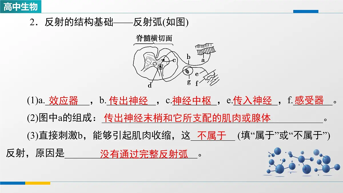 人教版高中生物选修1《2-2神经调节的基本方式》课件第5页