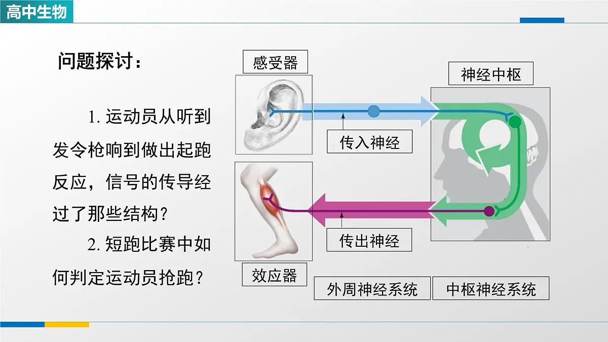 人教版高中生物选修1 2-3《神经冲动的产生和传导(第一课时)》课件第2页