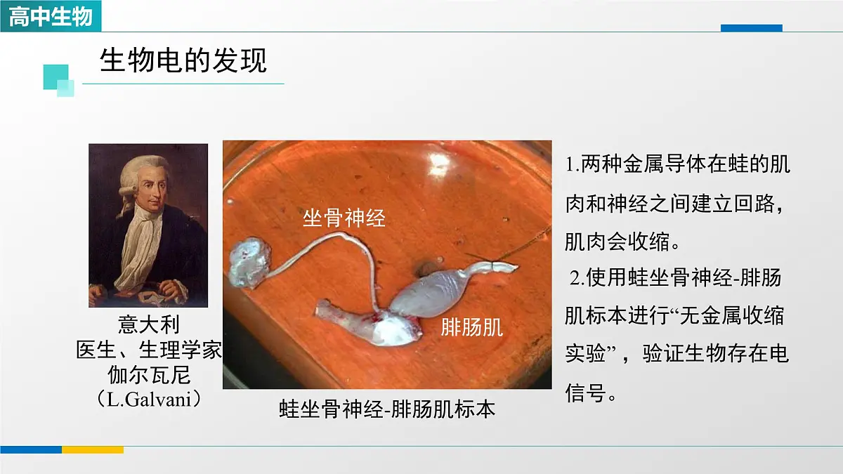人教版高中生物选修1 2-3《神经冲动的产生和传导(第一课时)》课件第3页