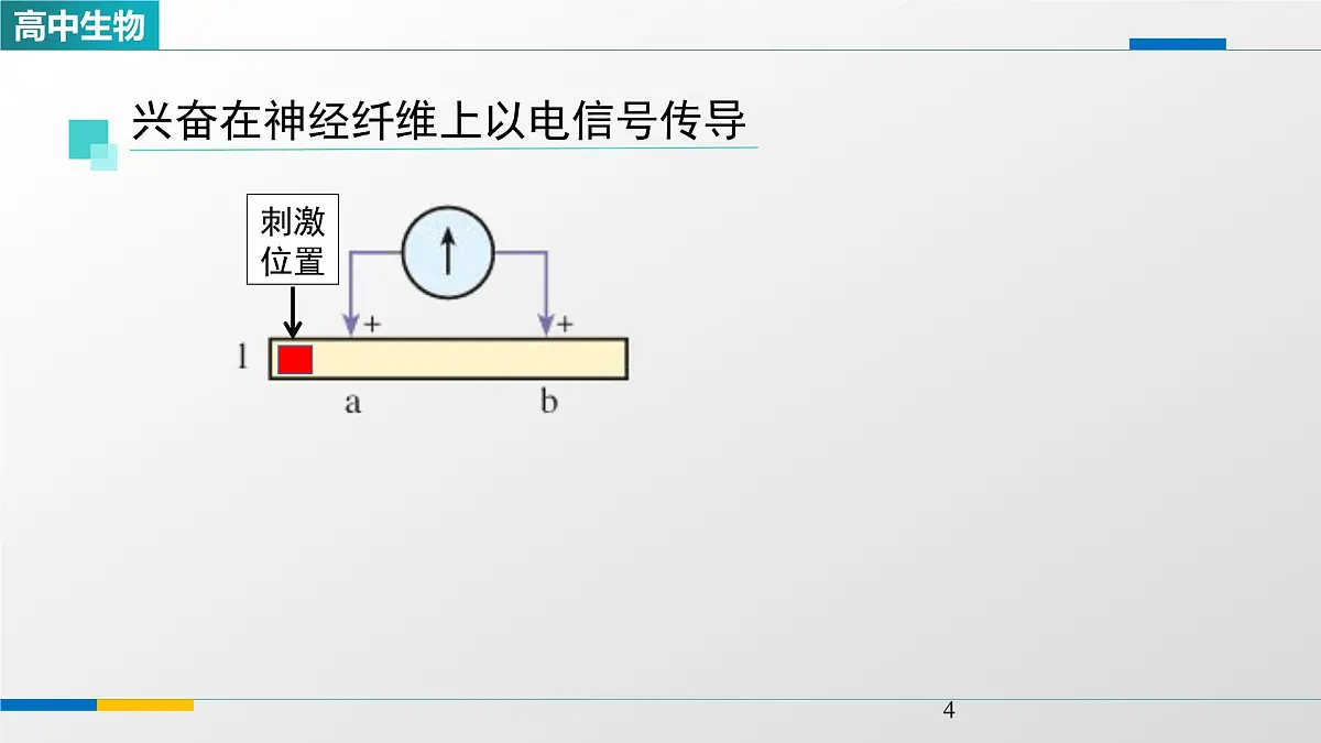 人教版高中生物选修1 2-3《神经冲动的产生和传导(第一课时)》课件第4页