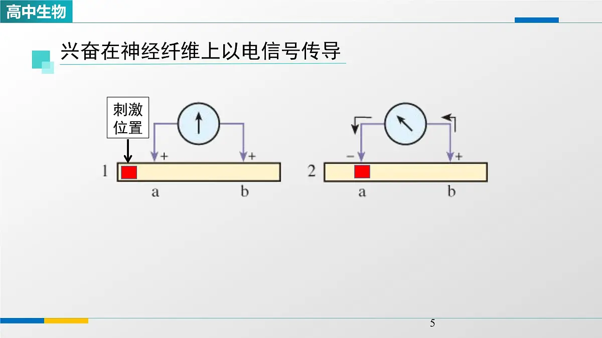 人教版高中生物选修1 2-3《神经冲动的产生和传导(第一课时)》课件第5页