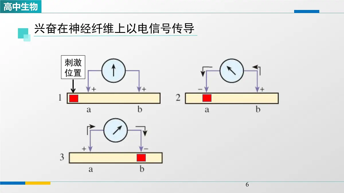 人教版高中生物选修1 2-3《神经冲动的产生和传导(第一课时)》课件第6页
