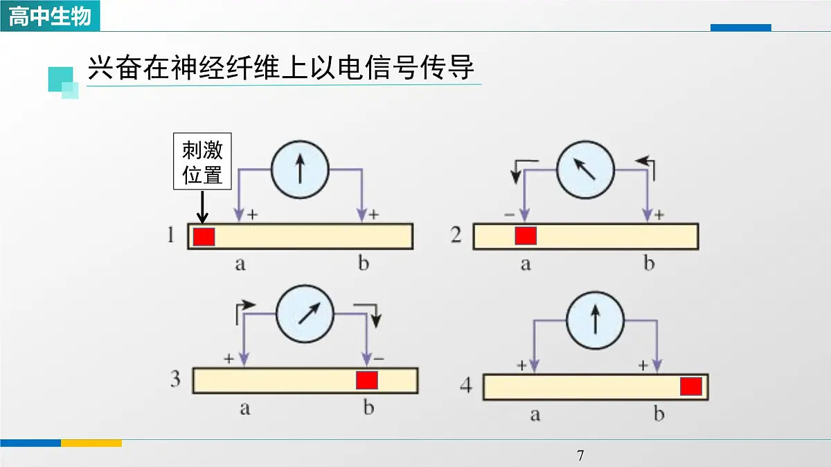 人教版高中生物选修1 2-3《神经冲动的产生和传导(第一课时)》课件第7页