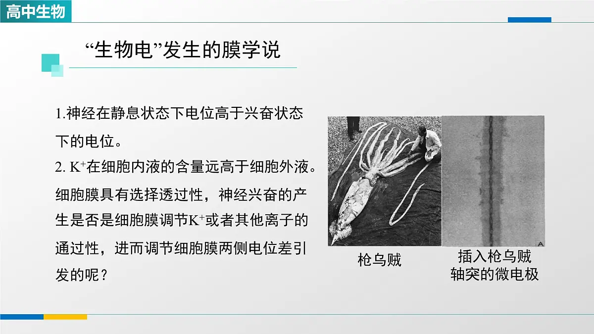 人教版高中生物选修1 2-3《神经冲动的产生和传导(第一课时)》课件第8页