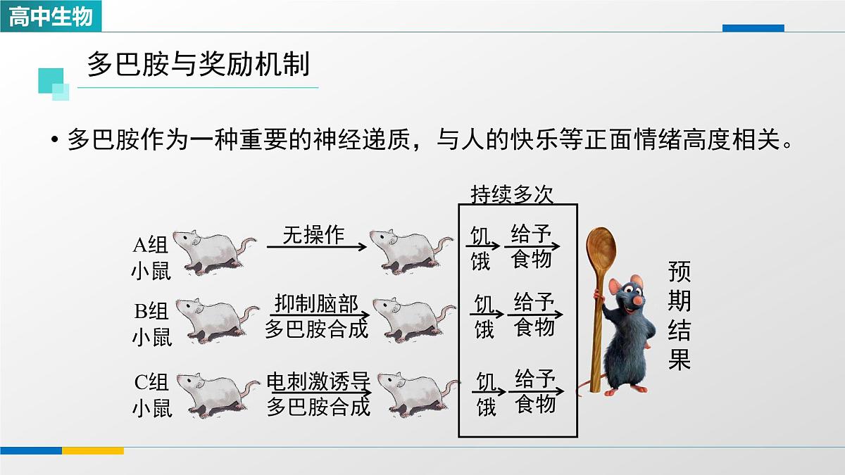 人教版高中生物选修1 2-3《神经冲动的产生和传导(第三课时)》课件第3页