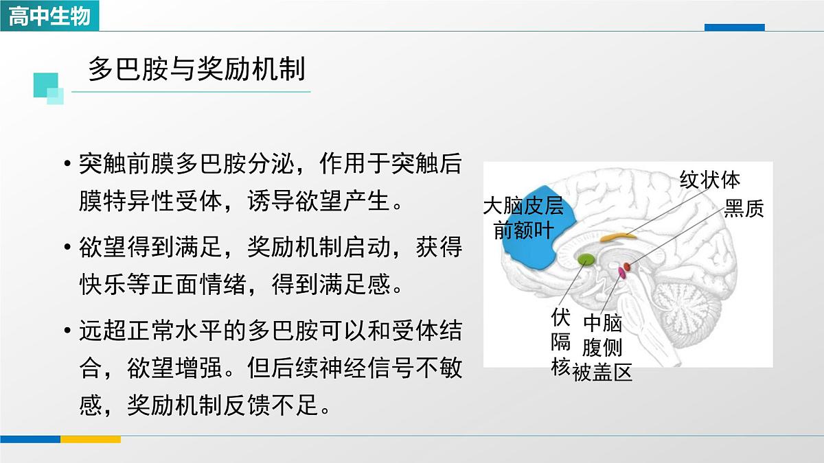 人教版高中生物选修1 2-3《神经冲动的产生和传导(第三课时)》课件第5页