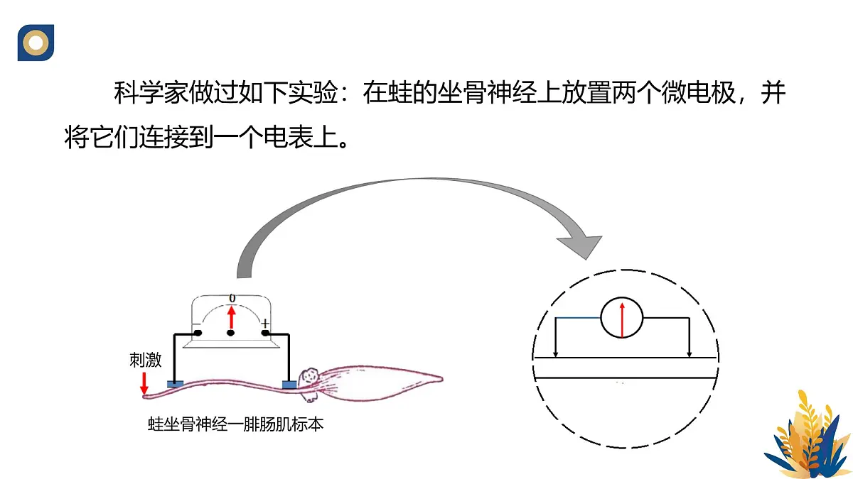 人教版高中生物选修1《2-3 神经冲动的产生与传导》课件第5页