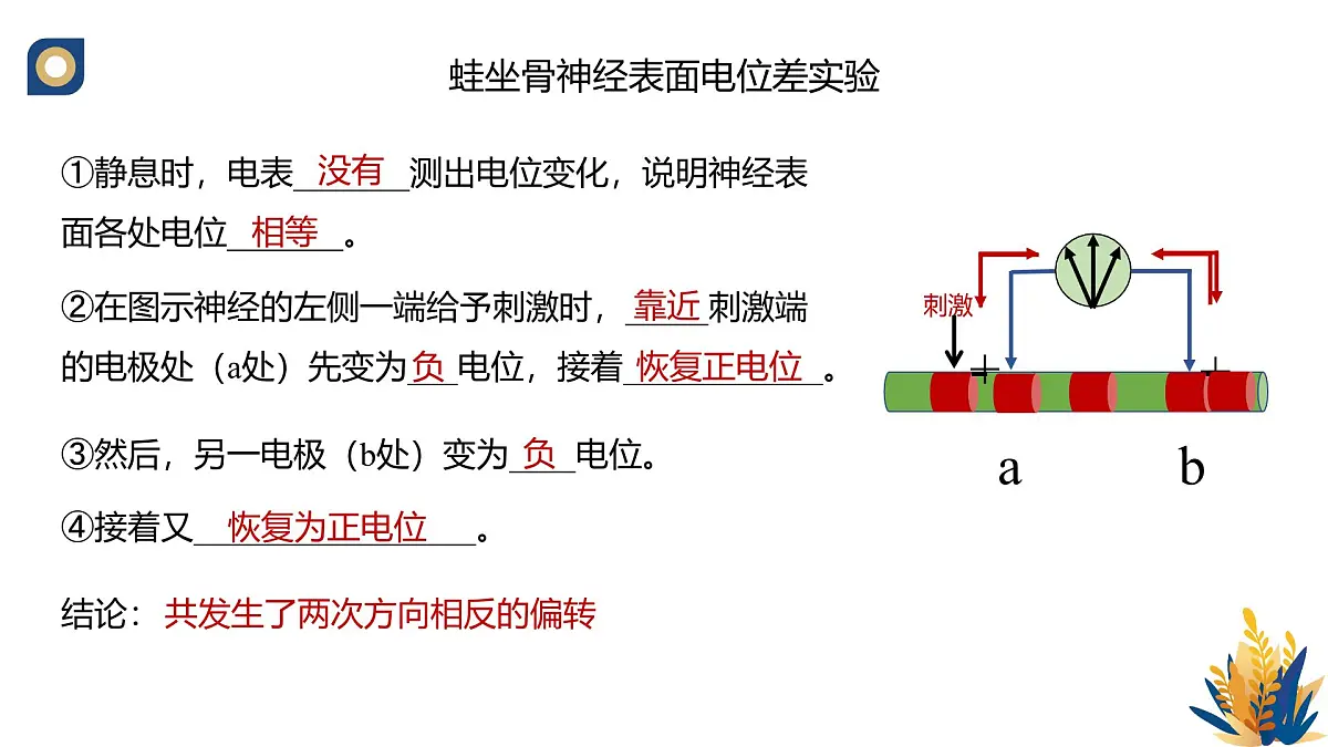 人教版高中生物选修1《2-3 神经冲动的产生与传导》课件第6页