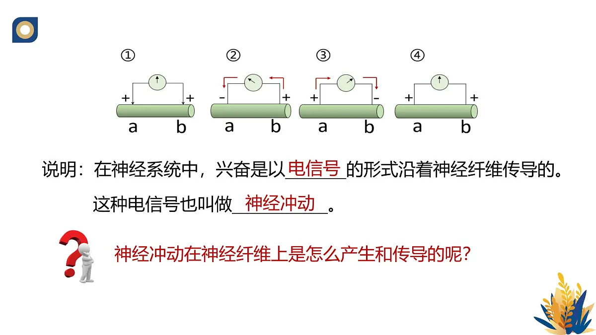 人教版高中生物选修1《2-3 神经冲动的产生与传导》课件第7页