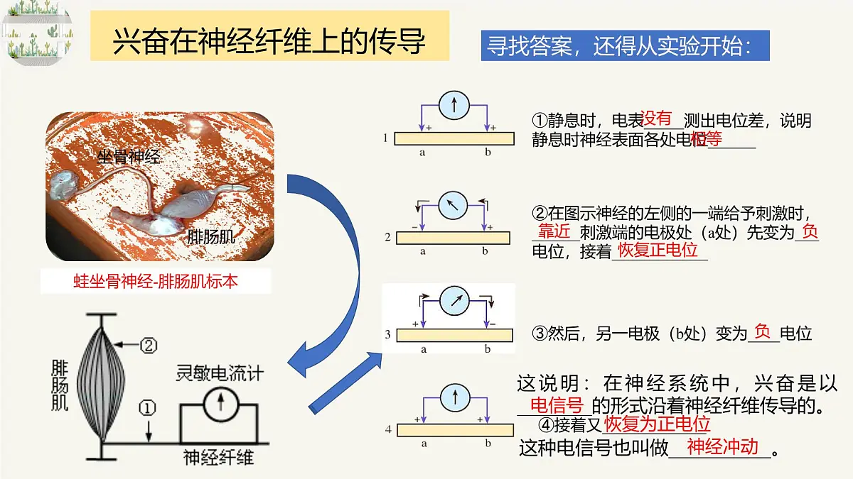 人教版高中生物选修1《2-3 神经冲动的产生和传导》课件第5页