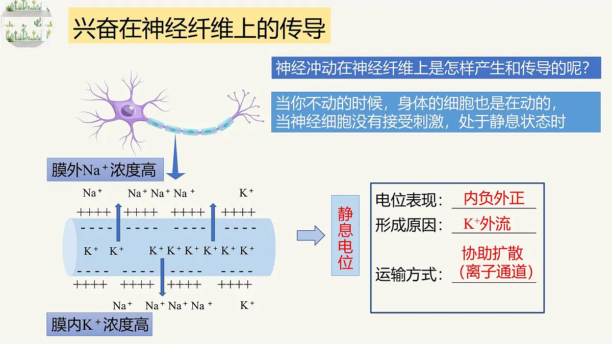 人教版高中生物选修1《2-3 神经冲动的产生和传导》课件第6页