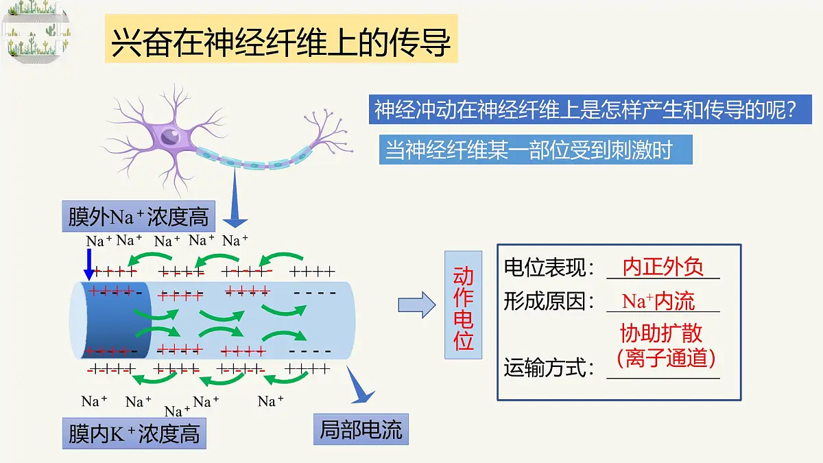 人教版高中生物选修1《2-3 神经冲动的产生和传导》课件第7页