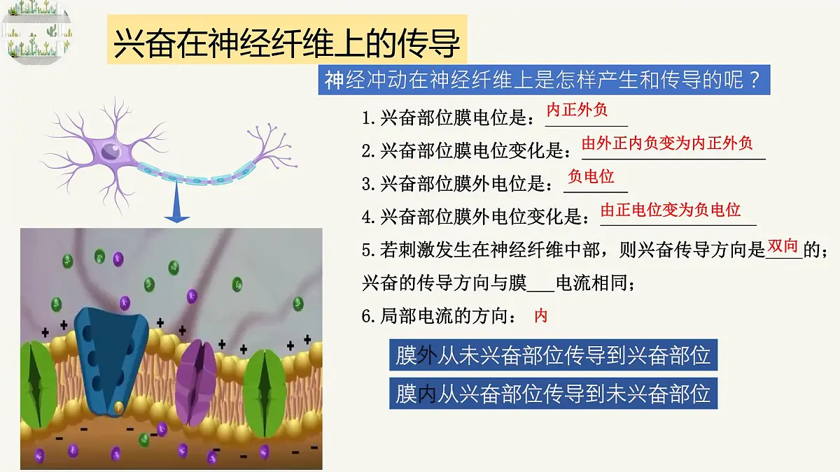 人教版高中生物选修1《2-3 神经冲动的产生和传导》课件第8页