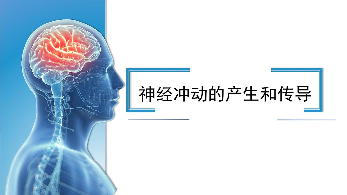 人教版高中生物选修1《2-3 神经冲动的产生和传导》课件第1页