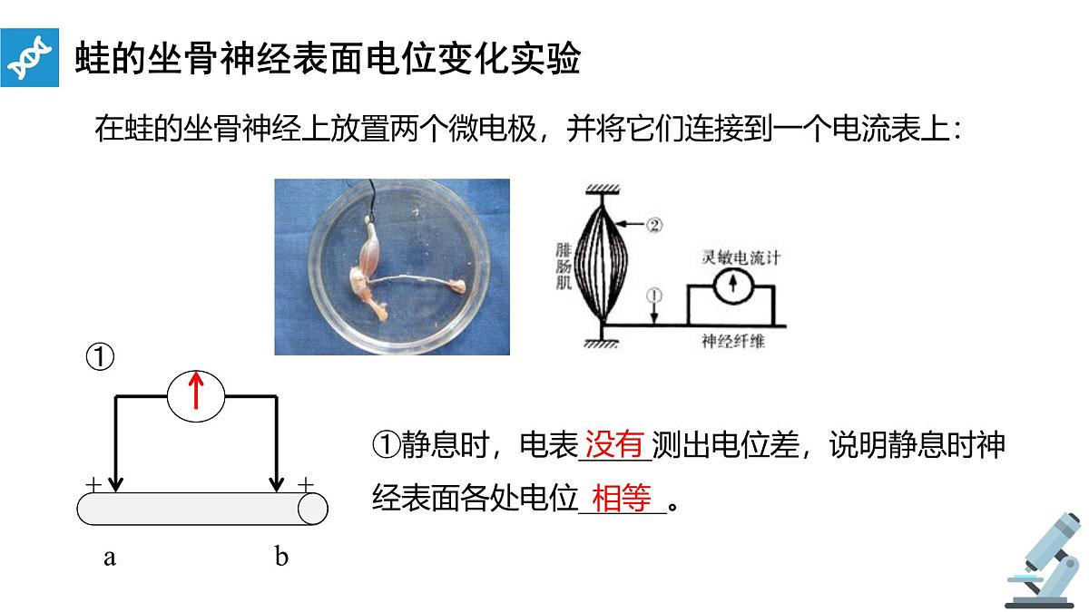 人教版高中生物选修1《2-3 神经冲动的产生和传导》课件第5页