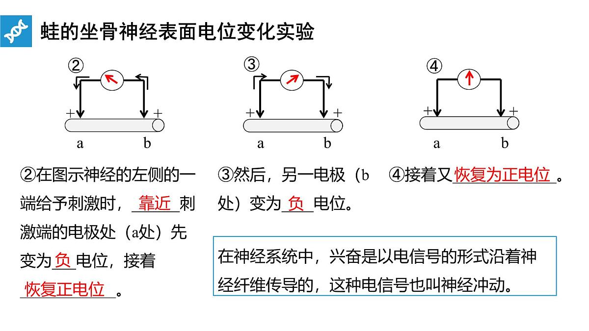 人教版高中生物选修1《2-3 神经冲动的产生和传导》课件第6页
