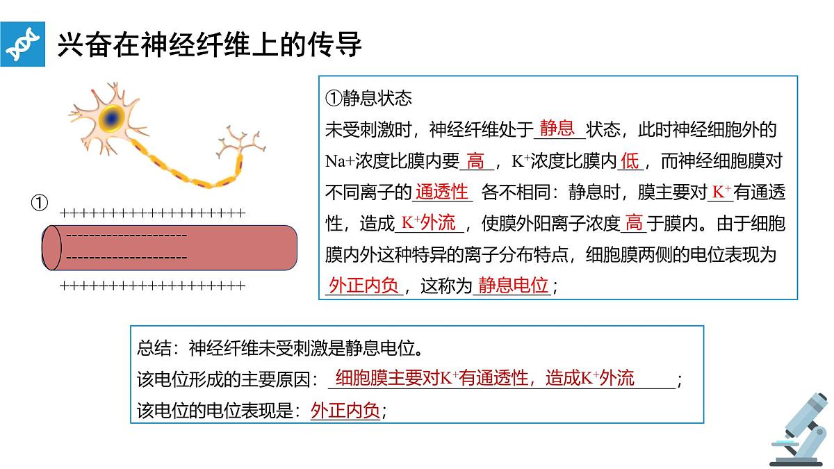 人教版高中生物选修1《2-3 神经冲动的产生和传导》课件第7页