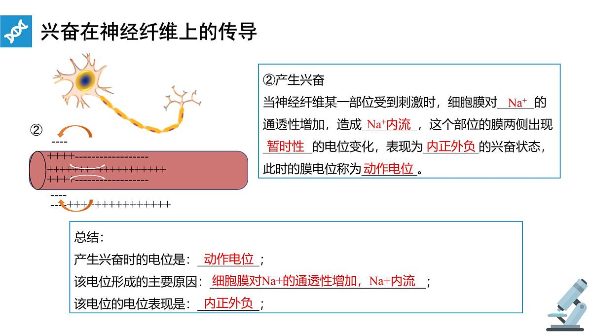 人教版高中生物选修1《2-3 神经冲动的产生和传导》课件第8页