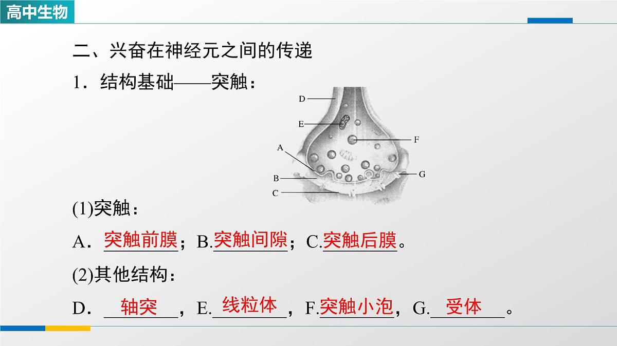 人教版高中生物选修1《2-3神经冲动的产生和传导》教学课件第5页