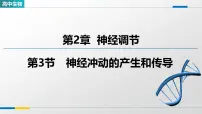 高中生物人教版 (2019)选择性必修1神经冲动的产生和传导示范课课件ppt