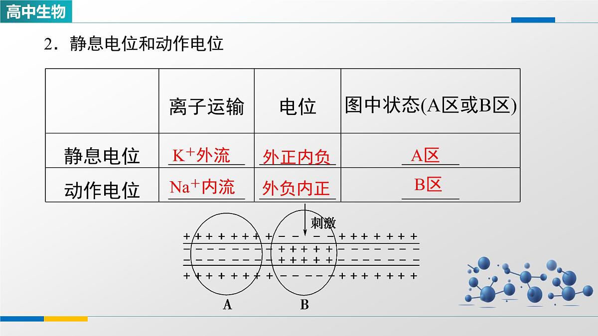 人教版高中生物选修1《2-3神经冲动的产生和传导》课件第6页