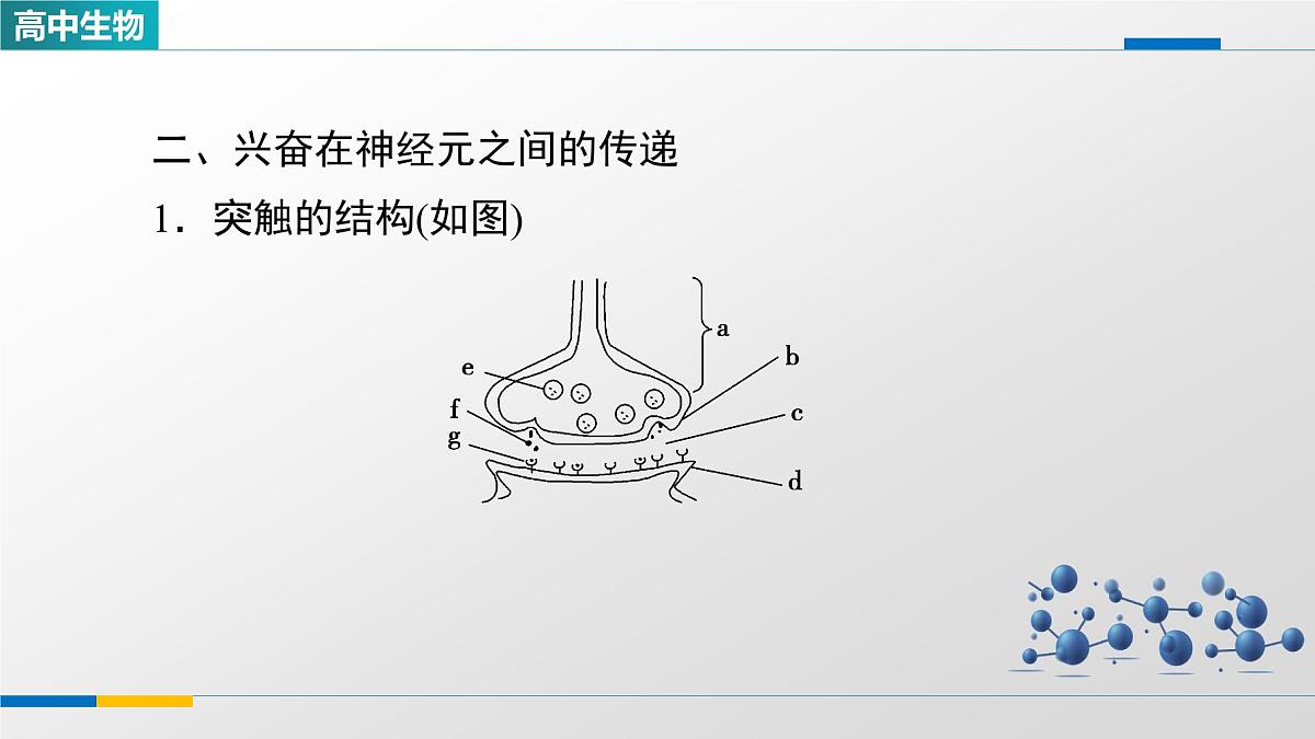 人教版高中生物选修1《2-3神经冲动的产生和传导》课件第8页