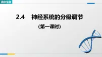 人教版 (2019)选择性必修1神经系统的分级调节教学ppt课件