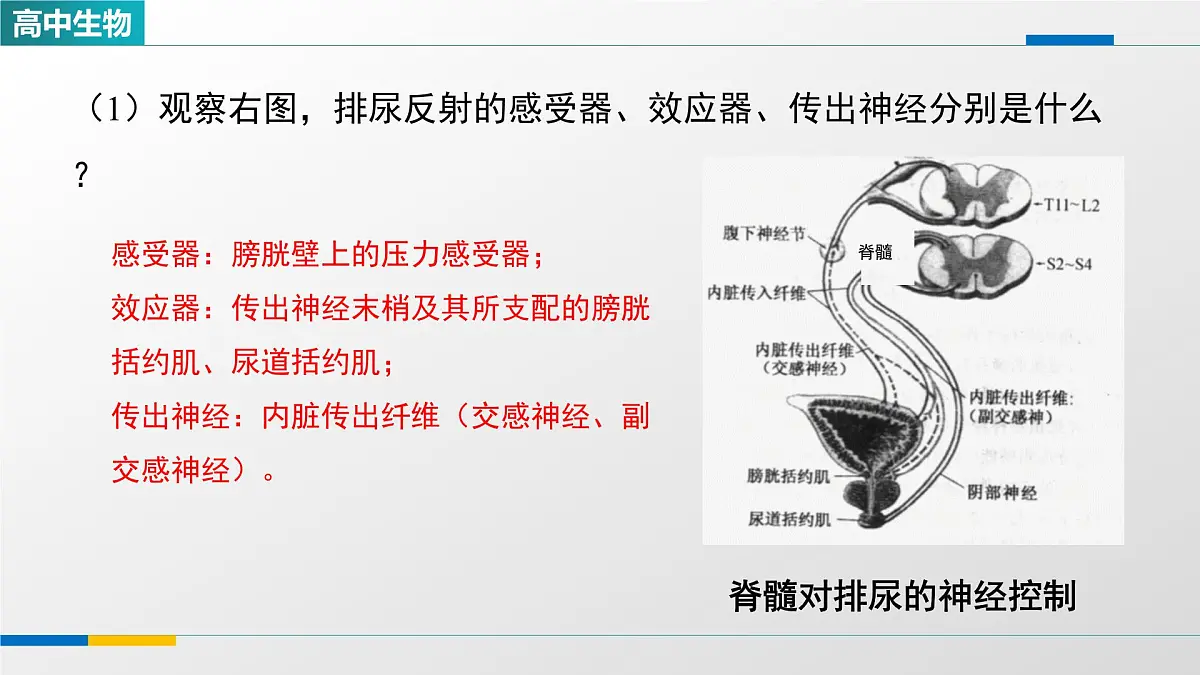 人教版高中生物选修1 2-4《神经系统的分级调节(第二课时)》课件第5页