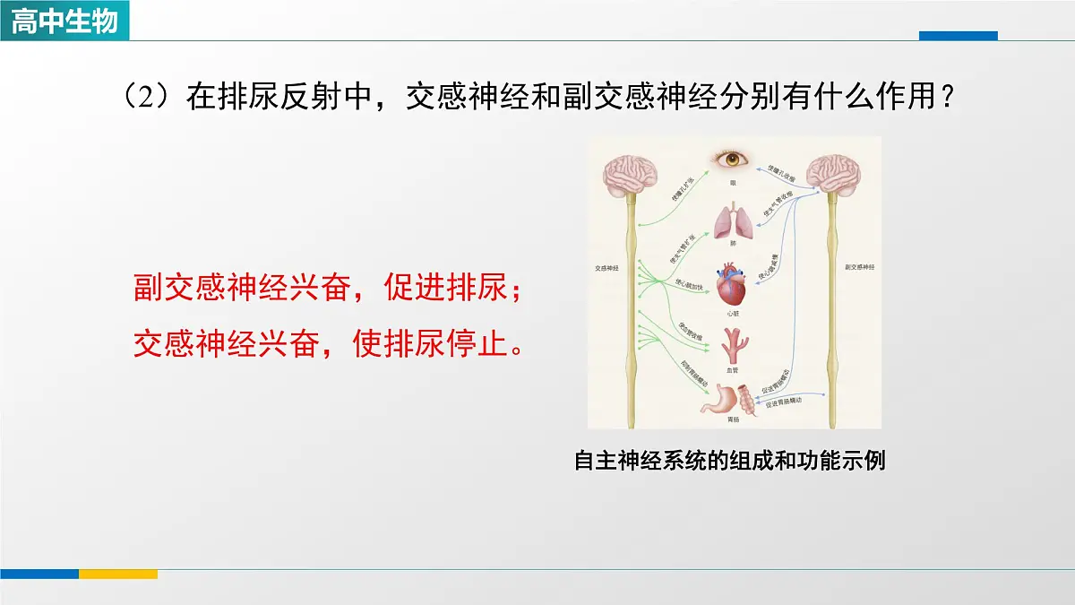 人教版高中生物选修1 2-4《神经系统的分级调节(第二课时)》课件第6页
