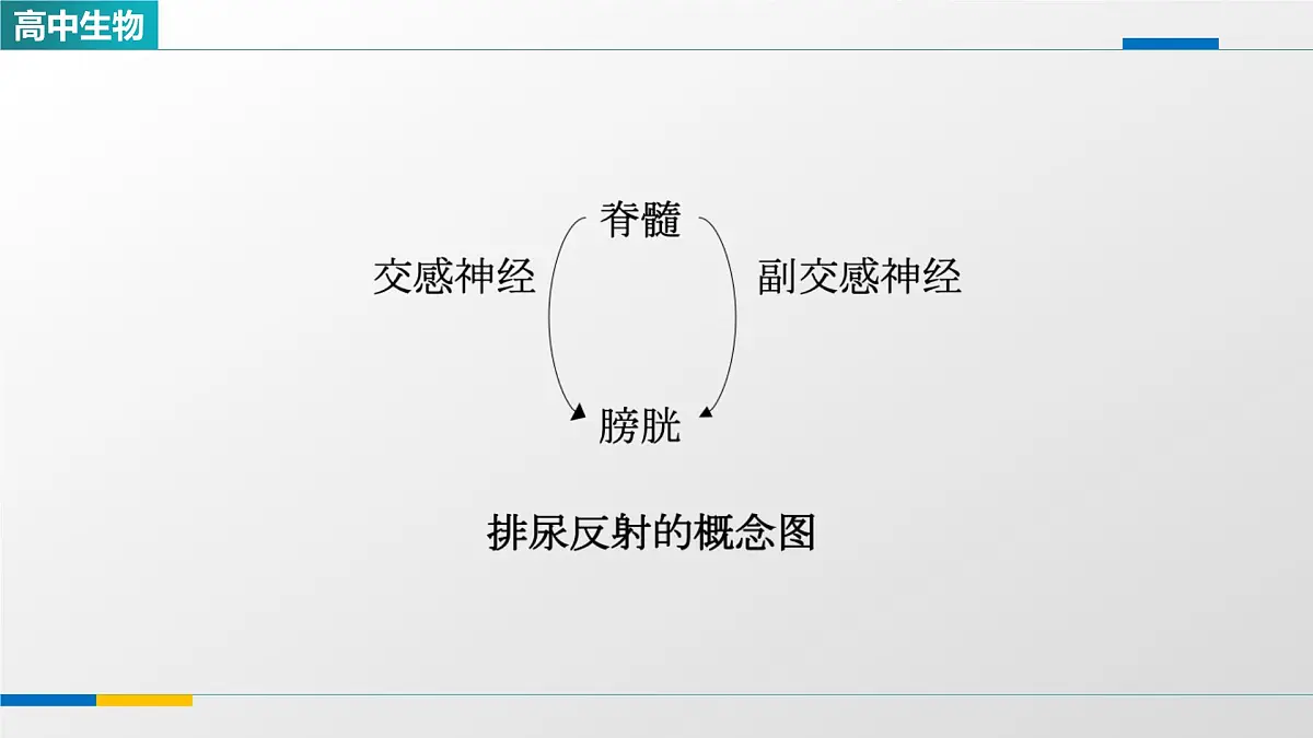 人教版高中生物选修1 2-4《神经系统的分级调节(第二课时)》课件第7页