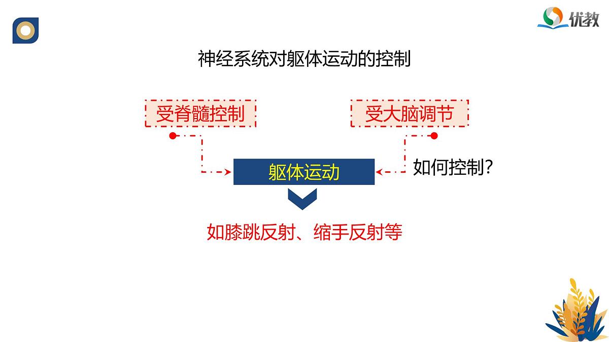 人教版高中生物选修1《2-4 神经系统的分级调节》课件第4页